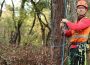 Benefits of consulting with Arboriculture Consultation for Better Tree Health