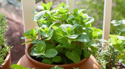 Peppermint Shouldn't Be Missing From Your Home
